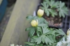 Show product details for Eranthis hyemalis schwefelglanz
